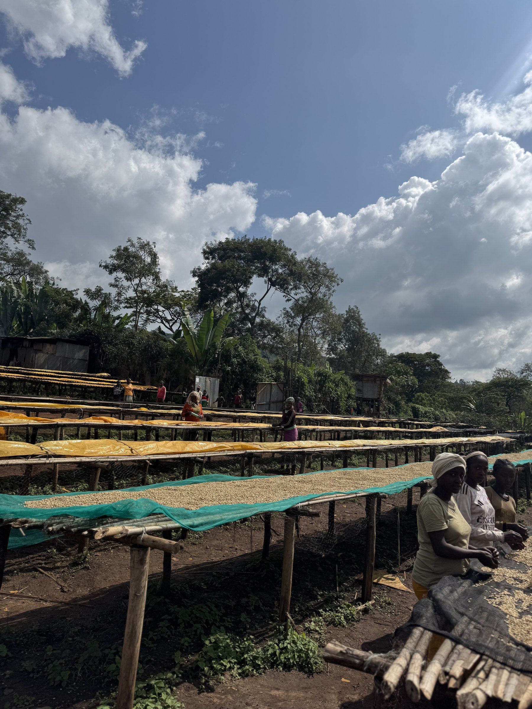 Rows of raised beds with coffee drying in the open air